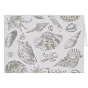 Seashell Soft Antique Art Beach Shells