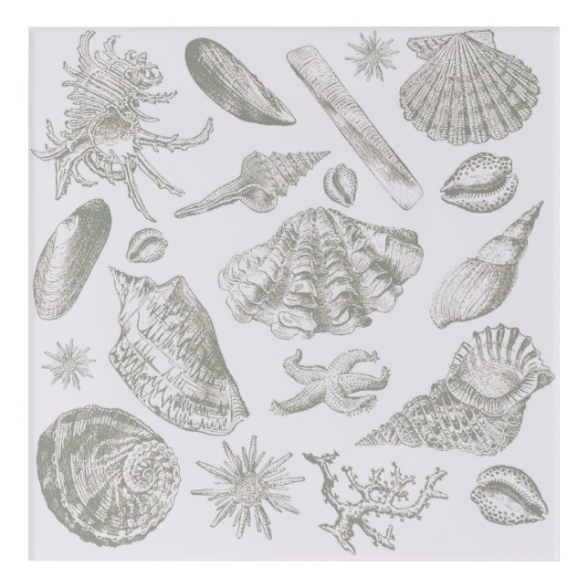 Seashell Soft Antique Art Beach Shells (Front)
