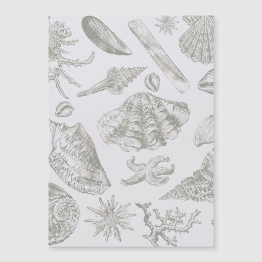 Seashell Soft Antique Art Beach Shells (Front)