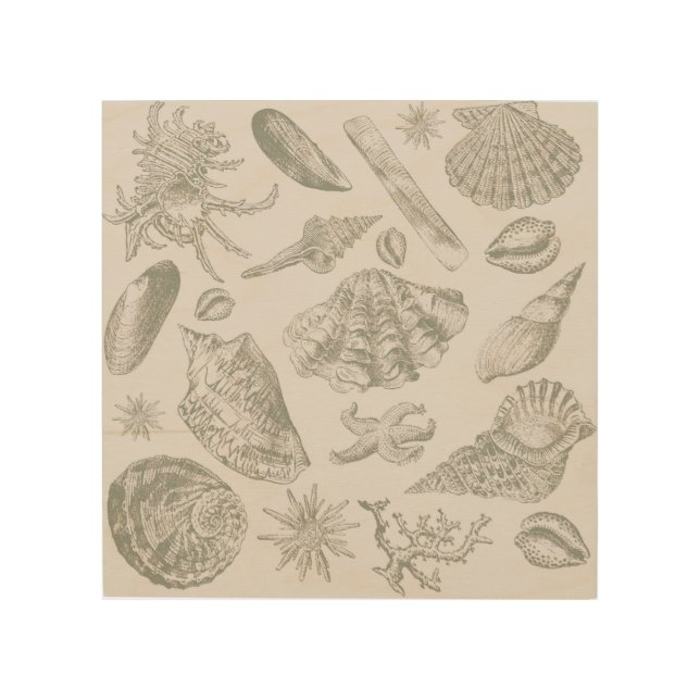 Seashell Soft Antique Art Beach Shells (Front)