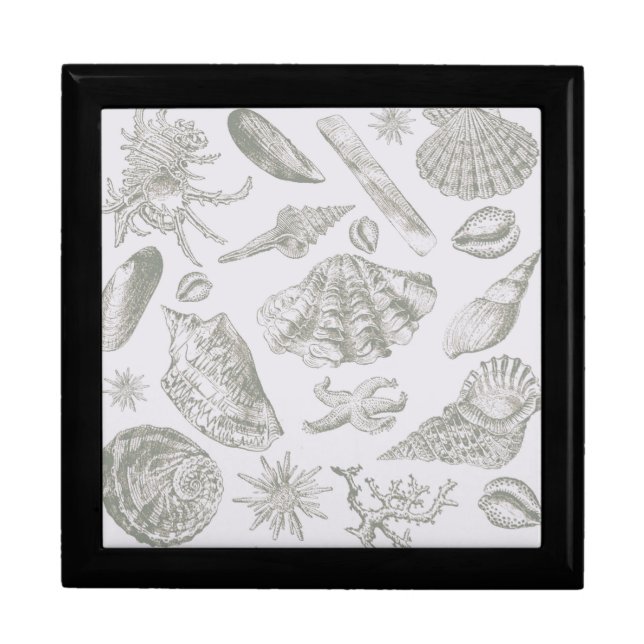 Seashell Soft Antique Art Beach Shells Gift Box (Front)