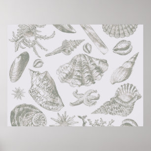 Seashell Soft Antique Art Beach Shells Poster