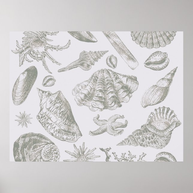Seashell Soft Antique Art Beach Shells Poster (Front)
