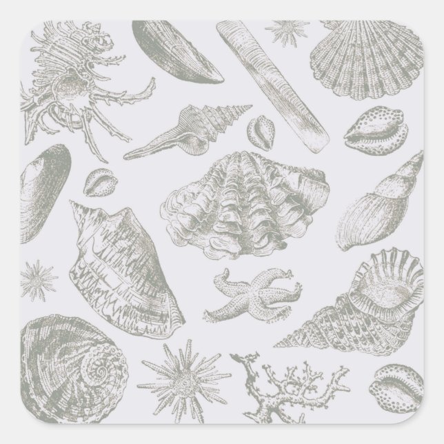 Seashell Soft Antique Art Beach Shells Square Sticker (Front)