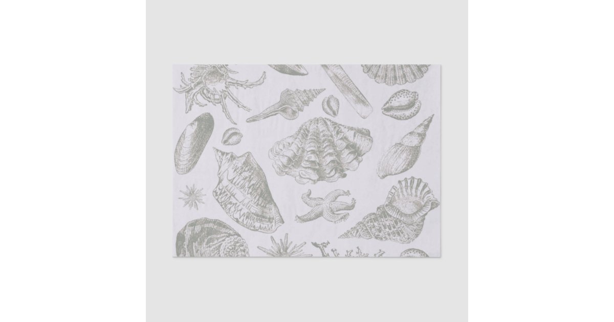 Seashell Soft Antique Art Beach Shells Tissue Paper | Zazzle