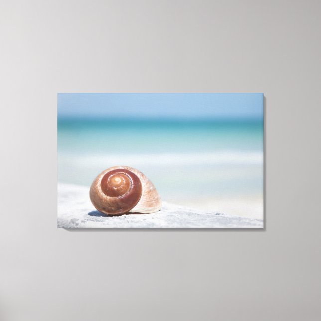 Seashell | St. Petersburg, Florida Canvas Print (Front)