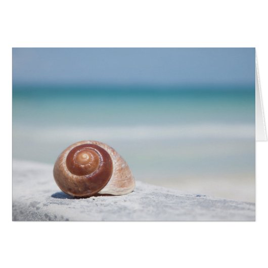 Seashell | St. Petersburg, Florida Cards (Front Horizontal)