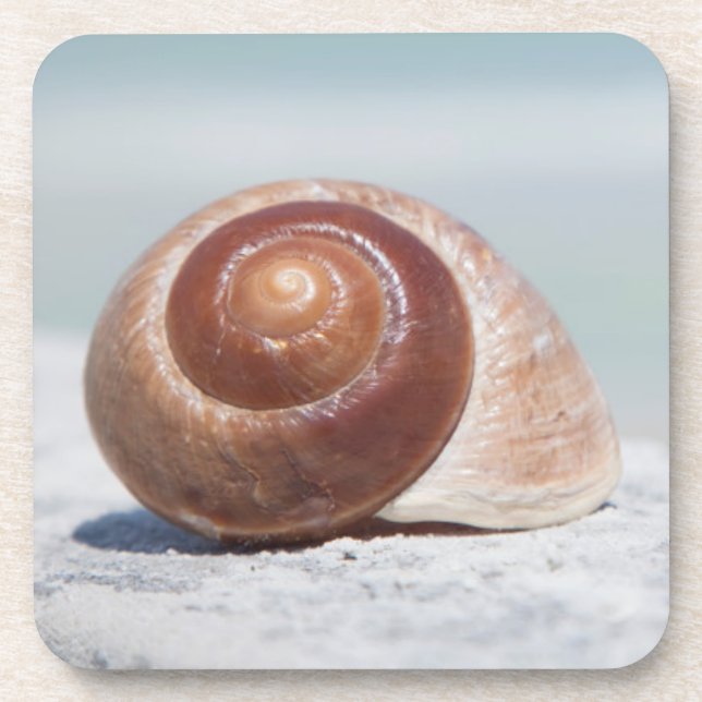 Seashell | St. Petersburg, Florida Drink Coaster (Front)