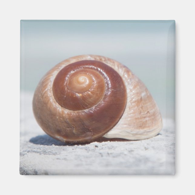 Seashell | St. Petersburg, Florida Magnet (Front)