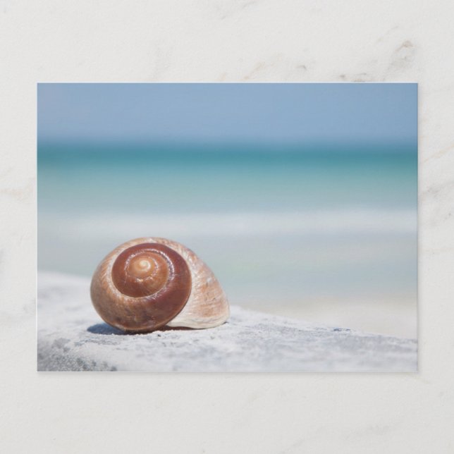 Seashell | St. Petersburg, Florida Postcard (Front)