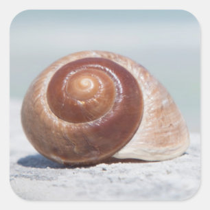 Seashell   St. Petersburg, Florida Square Sticker