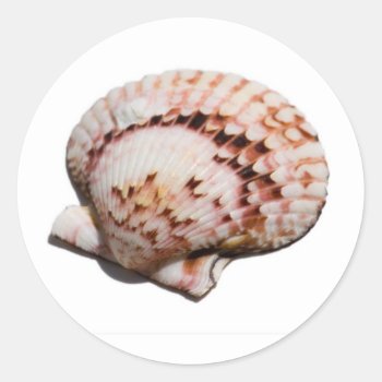 Seashell Sticker by bluerabbit at Zazzle