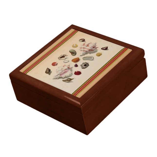 Seashell Study Giftbox Jewelry Box (Side)