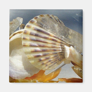 Seashell Sunshine Magnet