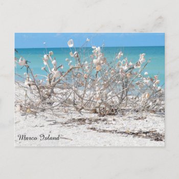 Seashell Tree On Marco Island Postcard by PhotosfromFlorida at Zazzle