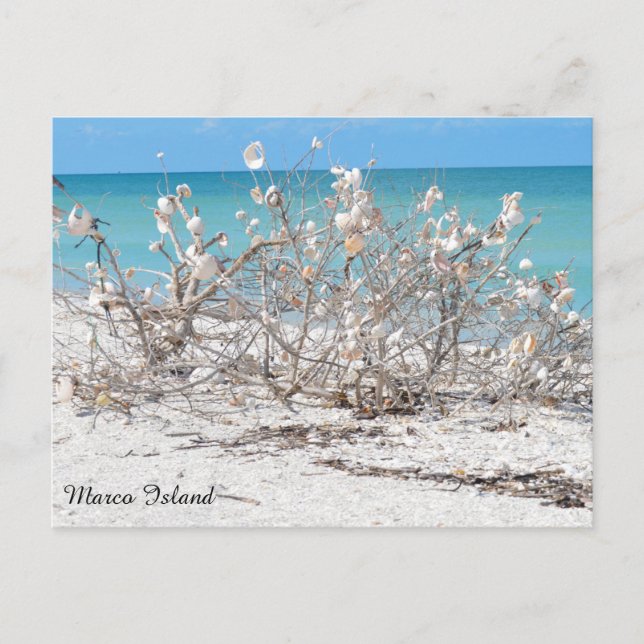 Seashell Tree on Marco Island Postcard (Front)