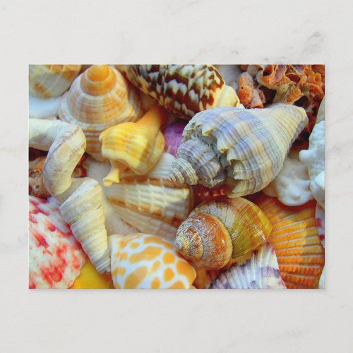 Seashell Tropical Party Invitation Postcard