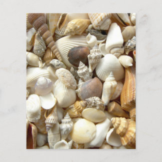 Seashells