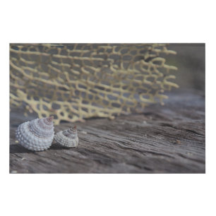 Seashells and Coral Faux Canvas Art