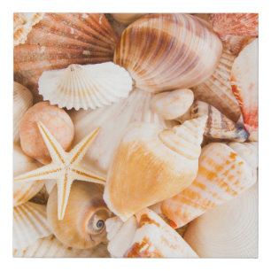Seashells background: marine theme. faux canvas print