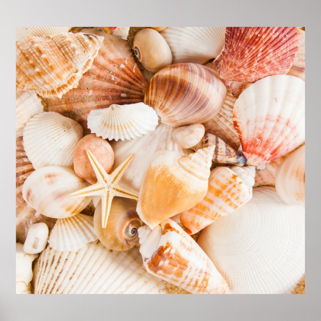Seashells background: marine theme. poster (Front)