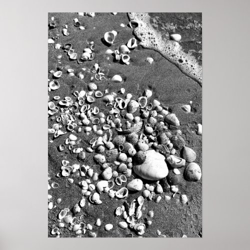 Seashells Beach Black and White Florida Photo Poster