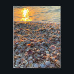 Seashells Beach Sunset Clearwater Florida Photo  Postcard<br><div class="desc">Hi there! Hope you like this photo I captured on my travels. Feel free to add your own text! Check my shop for more.</div>