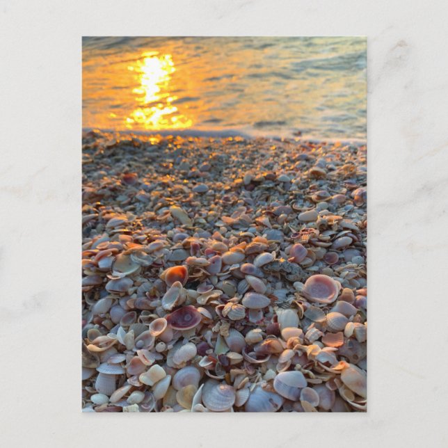 Seashells Beach Sunset Clearwater Florida Photo  Postcard (Front)