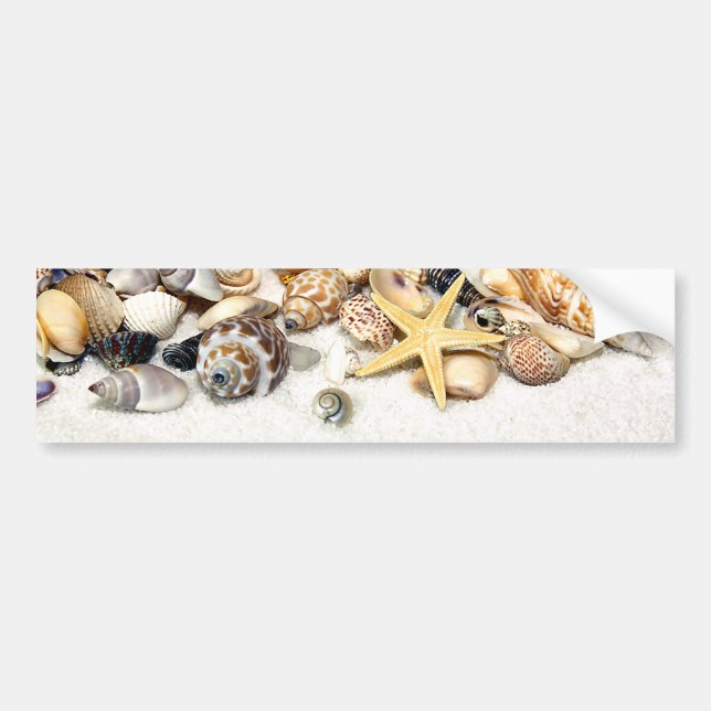 Seashells Bumper Sticker (Front)
