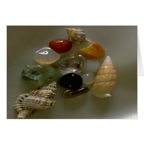 Seashells by the Seashore_