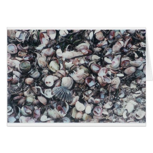 Seashells Cards (Front Horizontal)
