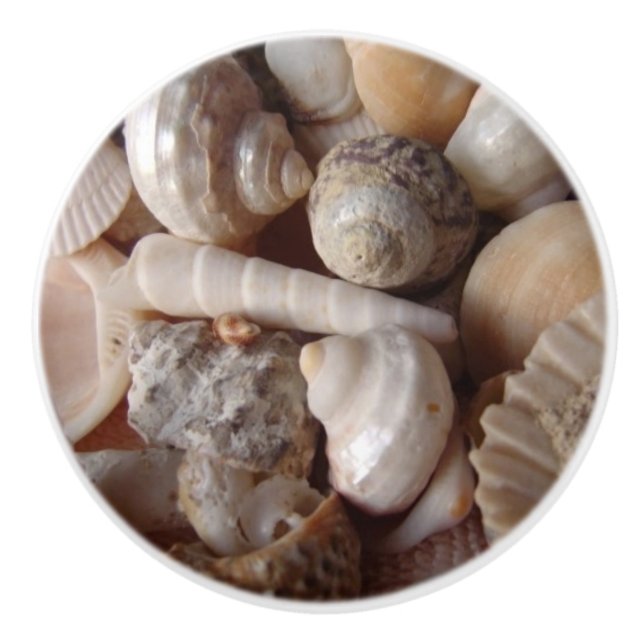 Seashells, Clam Shells, Cockle Shells, Scallops Ceramic Knob (Front)