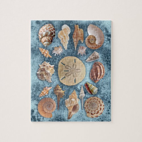 Seashells collection jigsaw puzzle