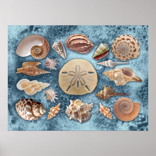 Seashells Collection Poster