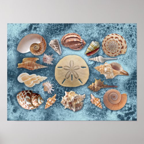 Seashells collection poster