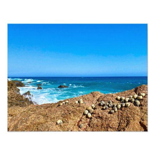 Seashells Crabs and the Blue Waters of Los Cabos Photo Print