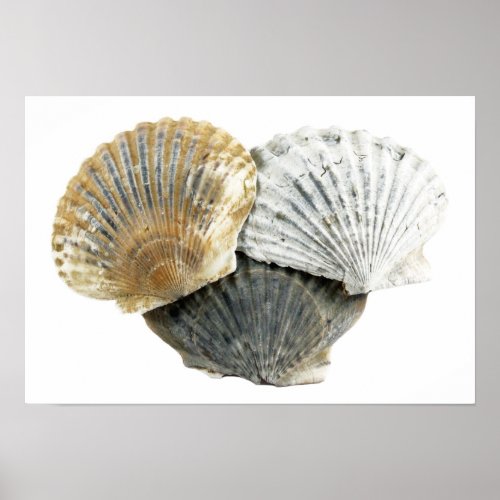 Seashells Fine Art Photography Poster