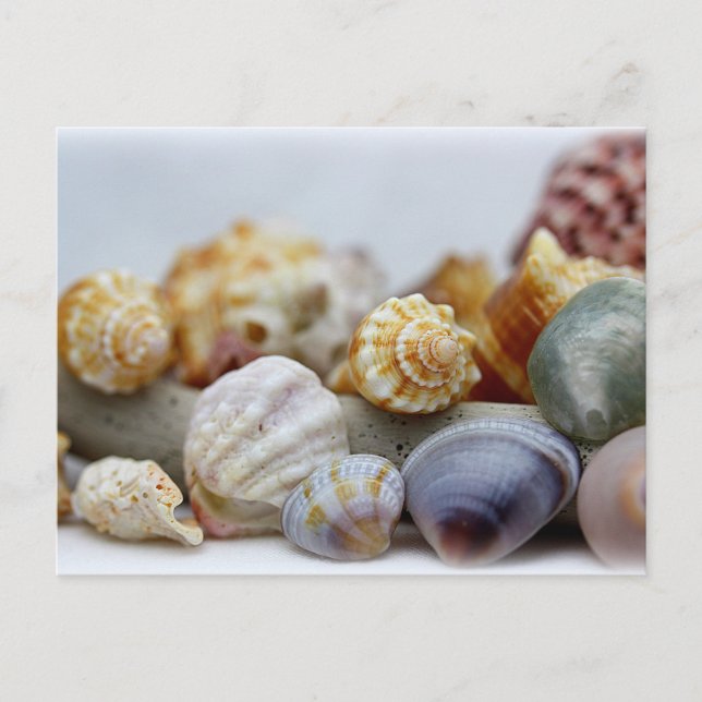 Seashells from the Seashore Postcard (Front)