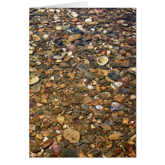 Seashells in Clear Creek Cards (Front)