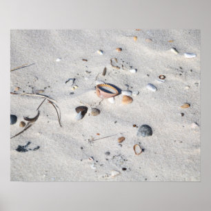 Seashells in the Sand Color 16x20 Poster