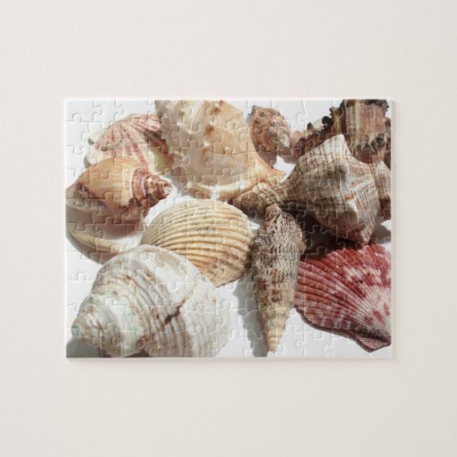 Seashells Jigsaw Puzzle