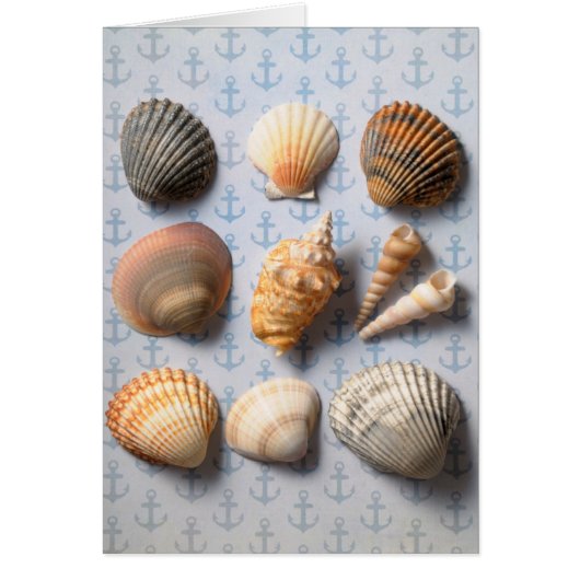 Seashells On Anchor Backdrop Cards (Front)