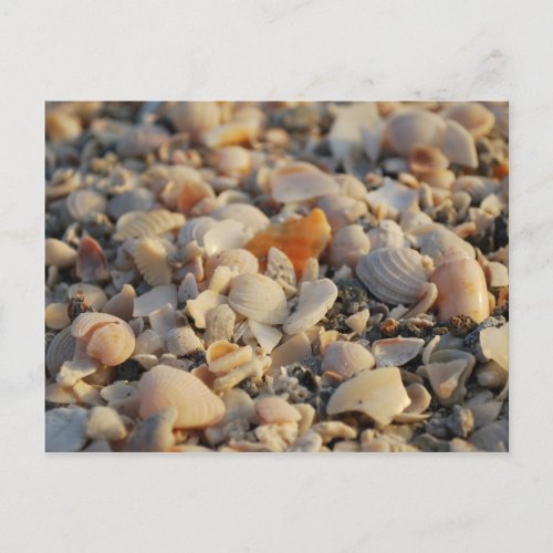 seashells on Florida Beach Postcard