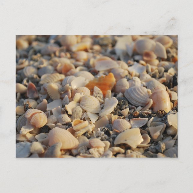 seashells on Florida Beach Postcard (Front)