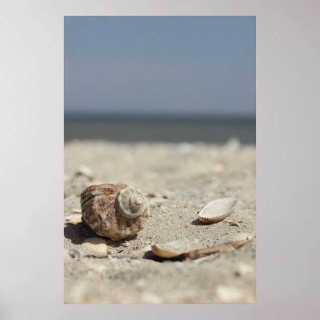Seashells On Sand By The Sea Poster (Front)