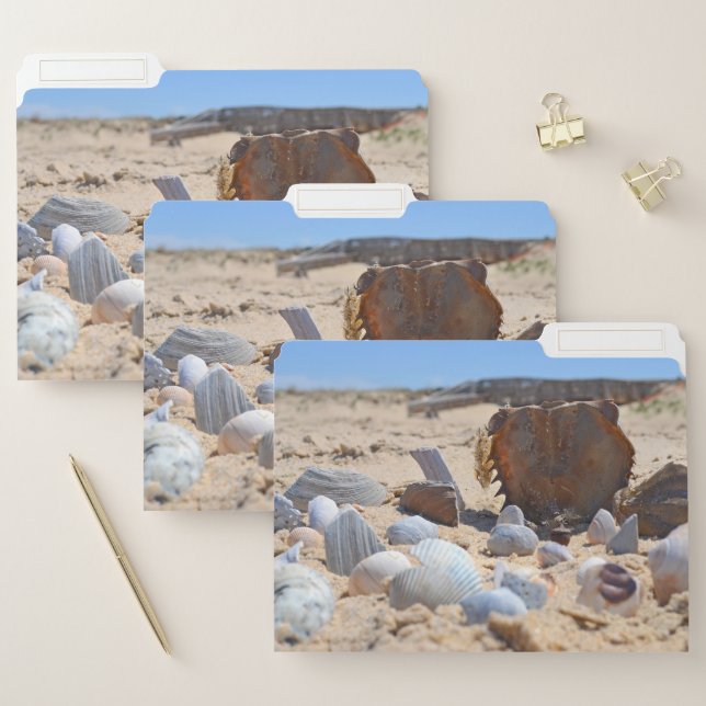 Seashells on the Beach by Shirley Taylor File Folder (Set)