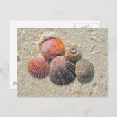 Seashells on the Beach Coordinating Items Postcard (Front/Back)