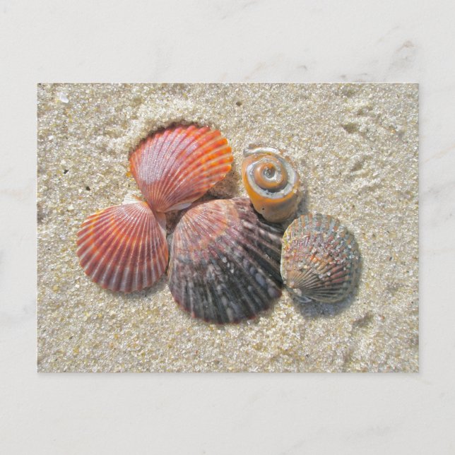 Seashells on the Beach Coordinating Items Postcard (Front)