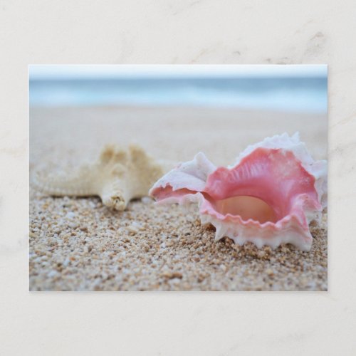 Seashells on the Beach Postcard