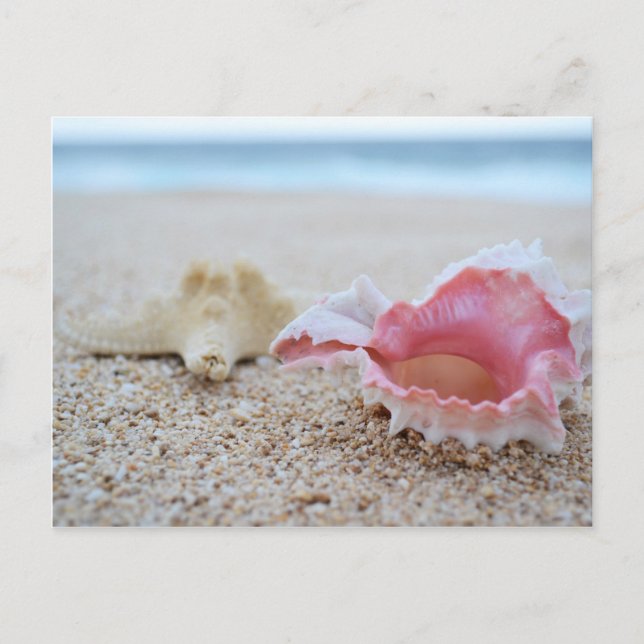 Seashells on the Beach Postcard (Front)